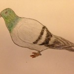 pigeon-Annie
