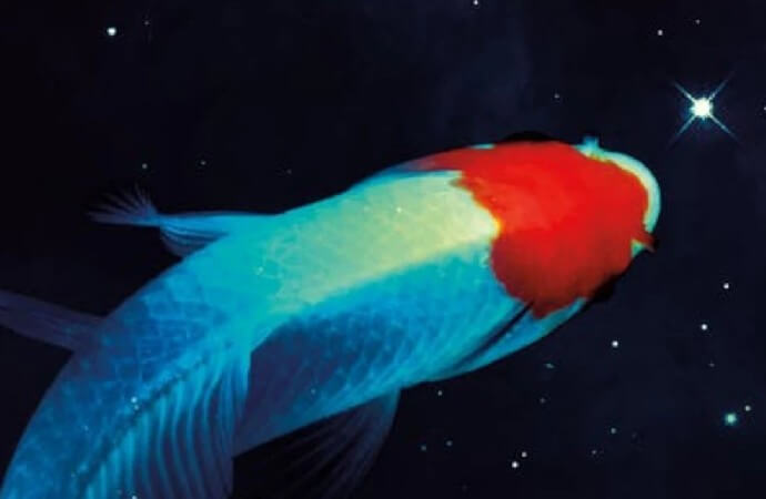 Detail from the cover of Ryka Aoki's novel Light From Uncommon Stars, showing a fish.