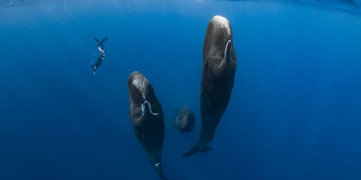 Patrick Dykstra and three sperm whales in the TIFF 2022 documentary Patrick and the Whale