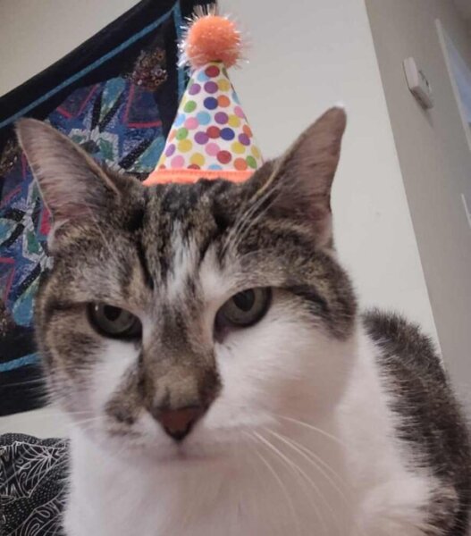 Nova, my cat, wearing a little party hat.