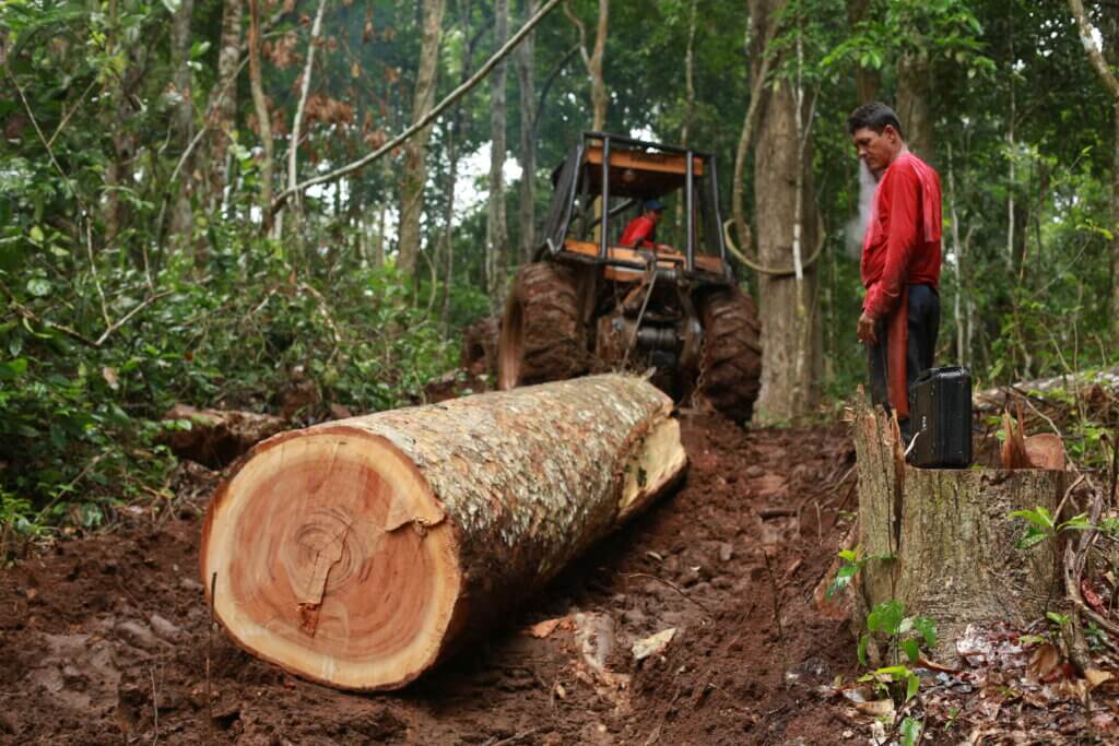 Illegal logger Valdir Duarte removes trees from an undisclosed Indigenous territory in We Are Guardians.